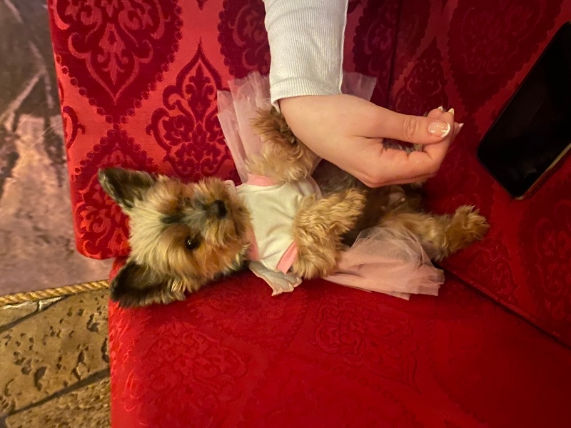 Yorkshire Terrier, Köpek  Hera fotoğrafı