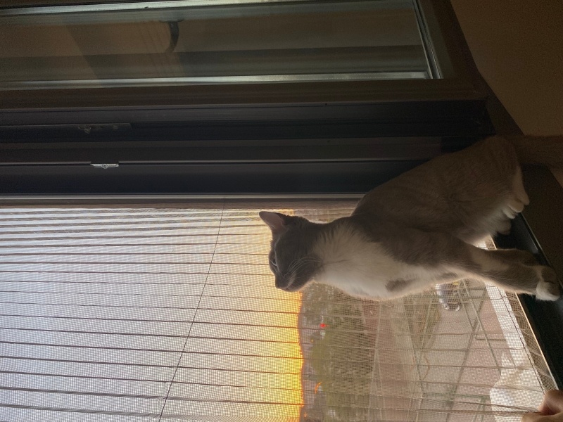 British Shorthair, Kedi  Pişo fotoğrafı