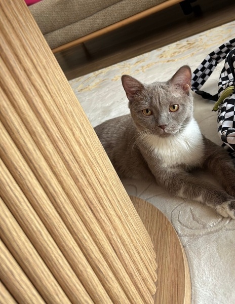 British Shorthair, Kedi  Pişo fotoğrafı
