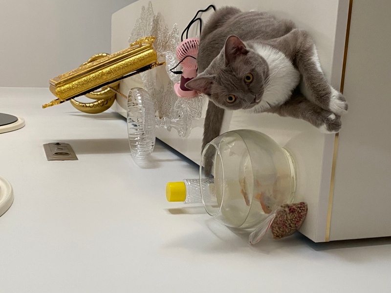 British Shorthair, Kedi  Pişo fotoğrafı