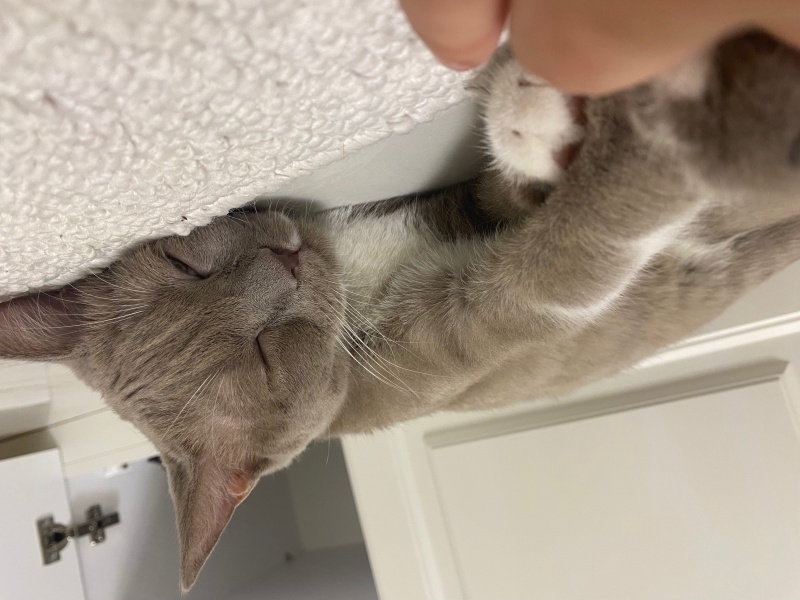 British Shorthair, Kedi  Pişo fotoğrafı