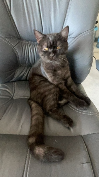 Scottish Fold, Kedi  RİO fotoğrafı