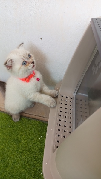 British Shorthair, Kedi  Bella fotoğrafı
