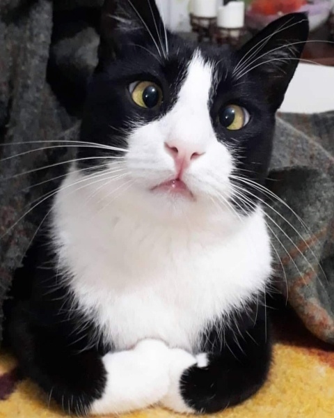 Tuxedo (Smokin) Kedi, Kedi  Bülent fotoğrafı