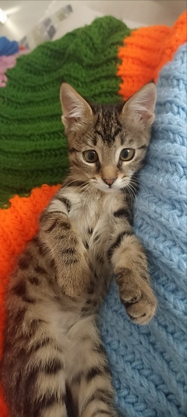 Tekir Kedi, Kedi  Ceku fotoğrafı