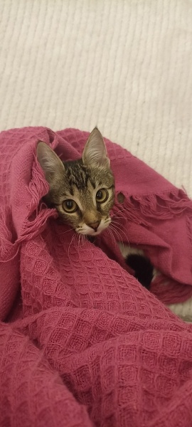 Tekir Kedi, Kedi  Ceku fotoğrafı