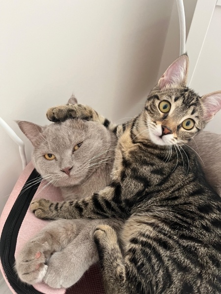 Tekir Kedi, Kedi  Ceku fotoğrafı