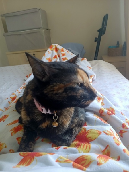 Tekir Kedi, Kedi  Kokteyl fotoğrafı