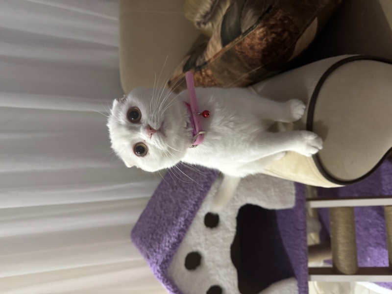 Scottish Fold, Kedi  Leydi fotoğrafı
