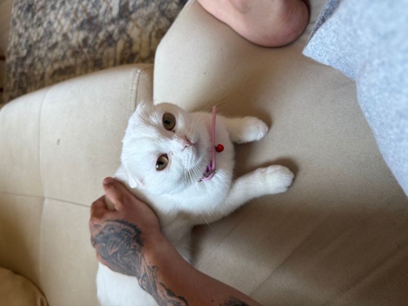 Scottish Fold, Kedi  Leydi fotoğrafı