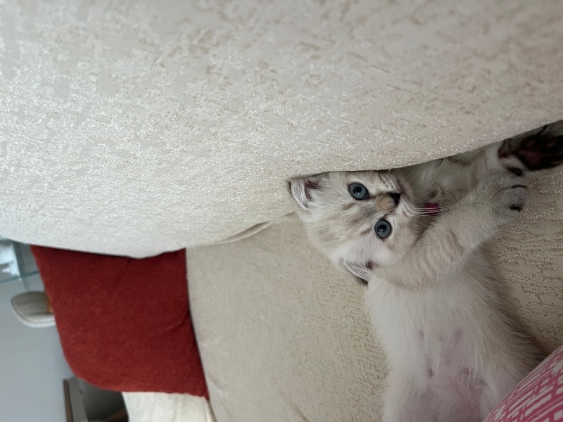 British Longhair, Kedi  sushi fotoğrafı