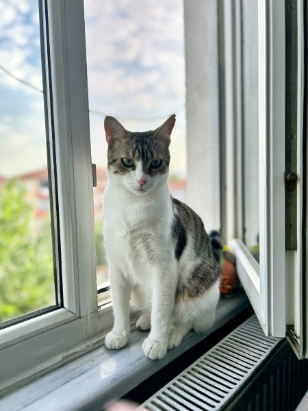 Tekir Kedi, Kedi  KÖFTE fotoğrafı