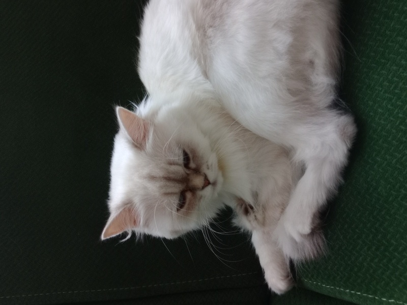 British Longhair, Kedi  Dora fotoğrafı