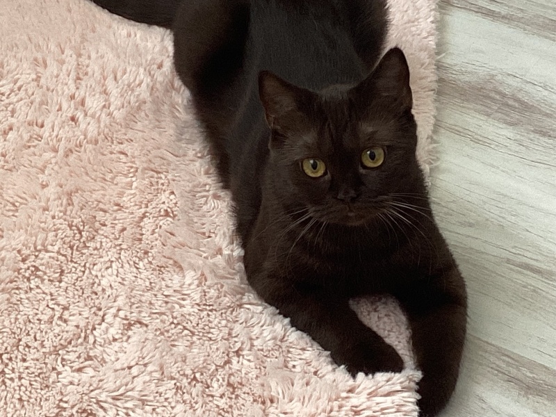British Shorthair, Kedi  badem fotoğrafı