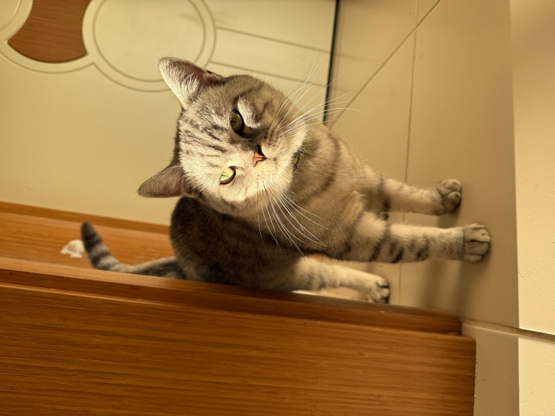 British Shorthair, Kedi  Sirius fotoğrafı