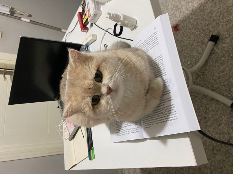 British Shorthair, Kedi  Dalinkus fotoğrafı