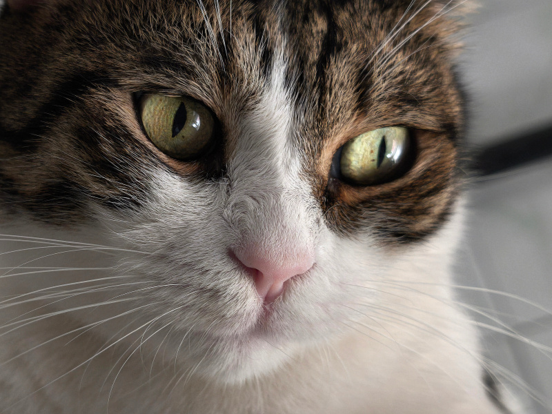 Tekir Kedi, Kedi  Arsız fotoğrafı