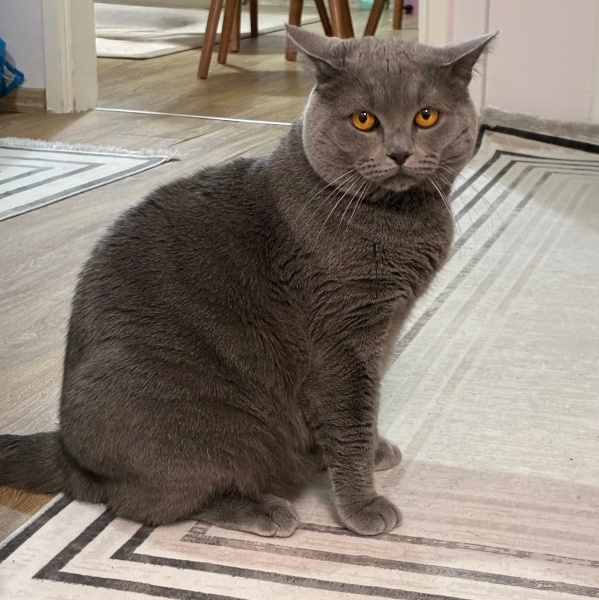 British Shorthair, Kedi  Gri fotoğrafı