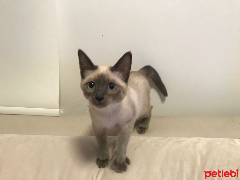 Siyam Kedisi, Kedi  Felix fotoğrafı