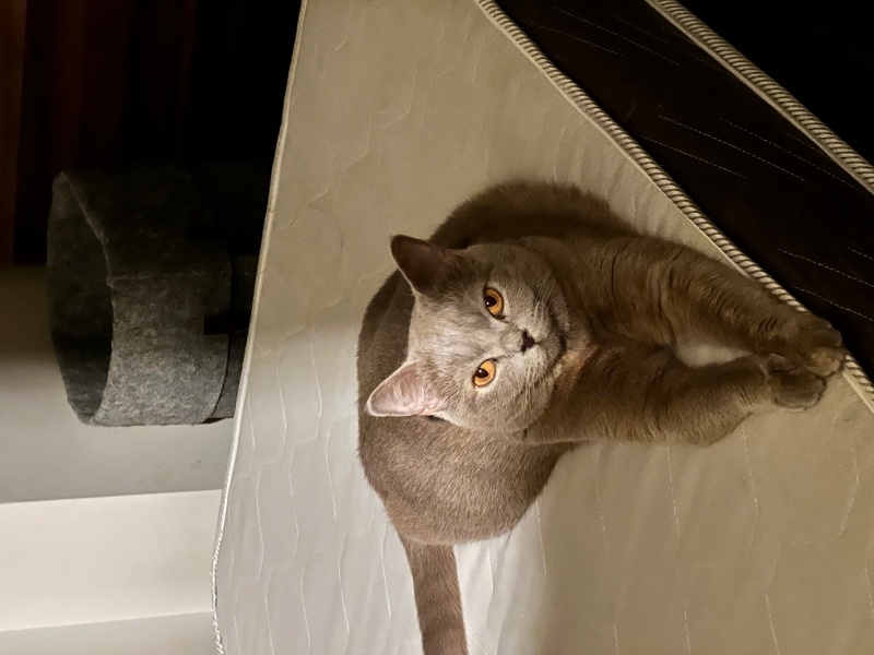 British Shorthair, Kedi  Mona fotoğrafı