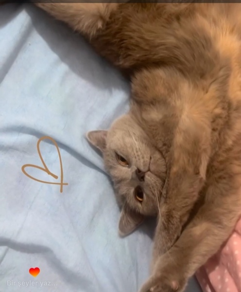 British Shorthair, Kedi  Mona fotoğrafı