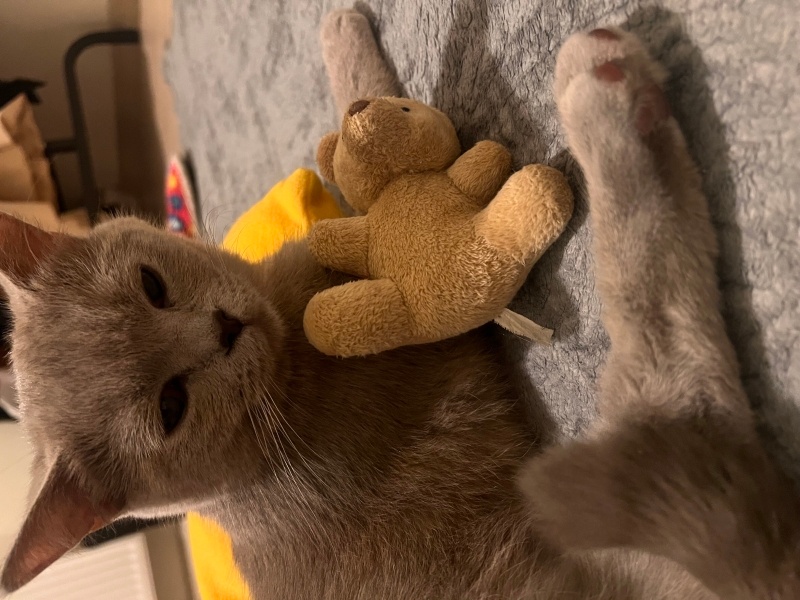 British Shorthair, Kedi  Mona fotoğrafı