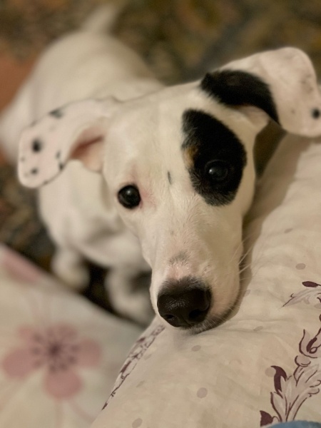 Jack Russell Terrier, Köpek  Bingo fotoğrafı