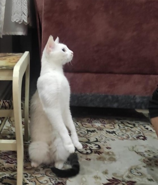 Tekir Kedi, Kedi  Pamuk fotoğrafı