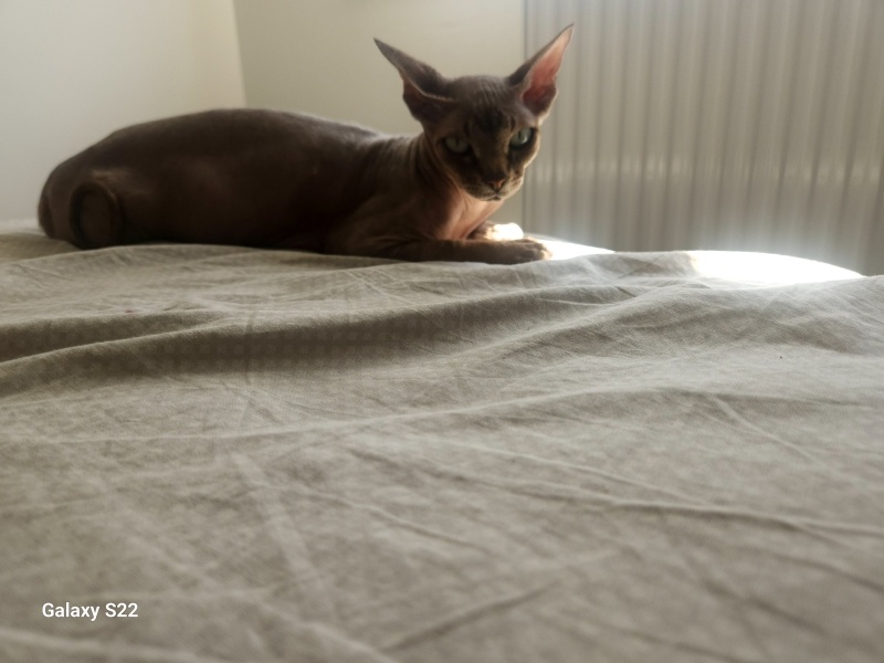 Sphynx, Kedi  Lizbon fotoğrafı