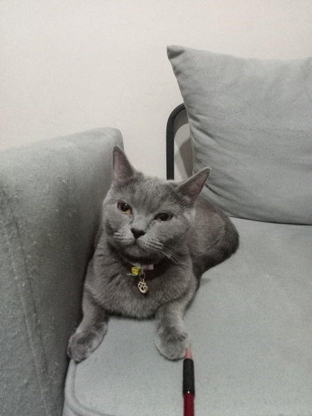 British Shorthair, Kedi  Hera fotoğrafı