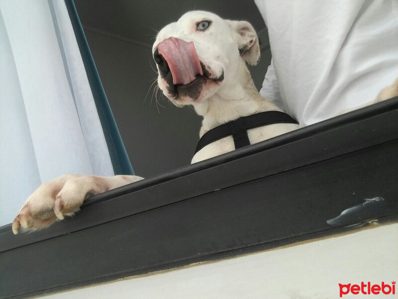 Dogo Arjantin, Köpek  Scarlet fotoğrafı