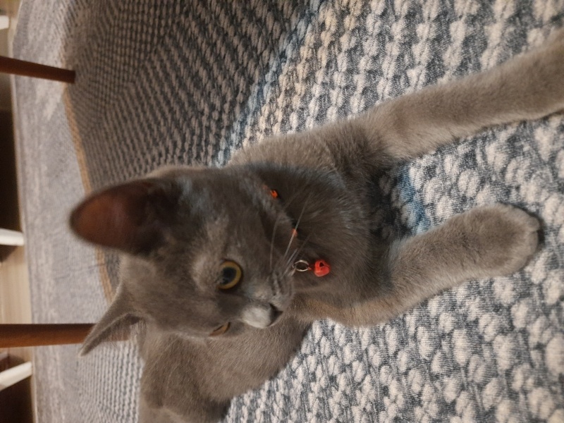 Mavi Rus, Kedi  Mavi fotoğrafı