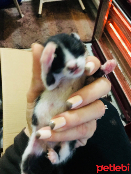 Tekir Kedi, Kedi  İsimsiz fotoğrafı