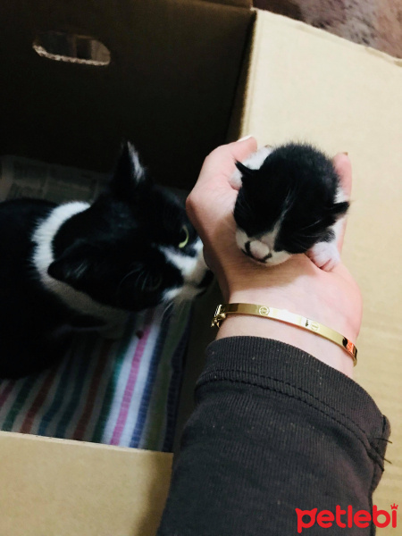 Tekir Kedi, Kedi  İsimsiz fotoğrafı