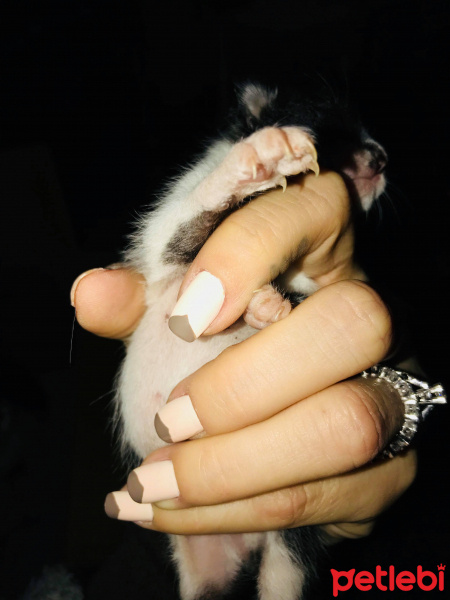 Tekir Kedi, Kedi  İsimsiz fotoğrafı
