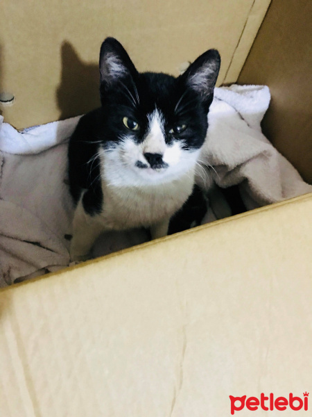 Tekir Kedi, Kedi  İsimsiz fotoğrafı