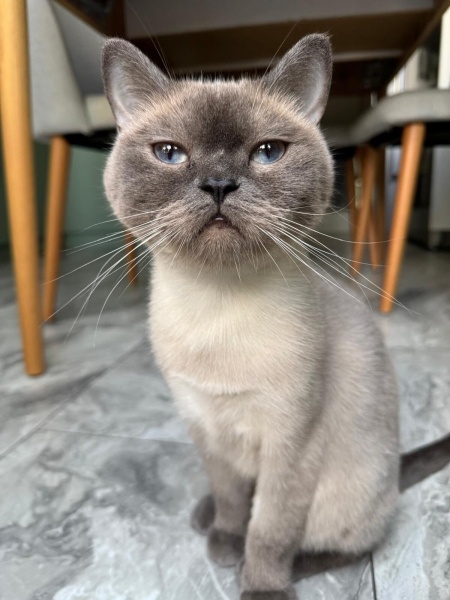 British Shorthair, Kedi  Kontes fotoğrafı