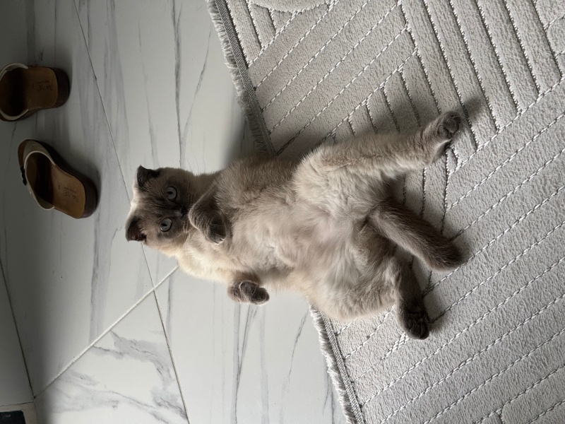 Scottish Fold, Kedi  LuNa fotoğrafı