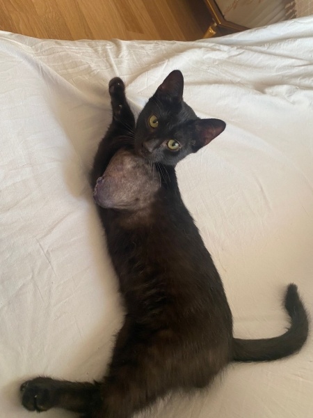 Tekir Kedi, Kedi  KARAMEL fotoğrafı