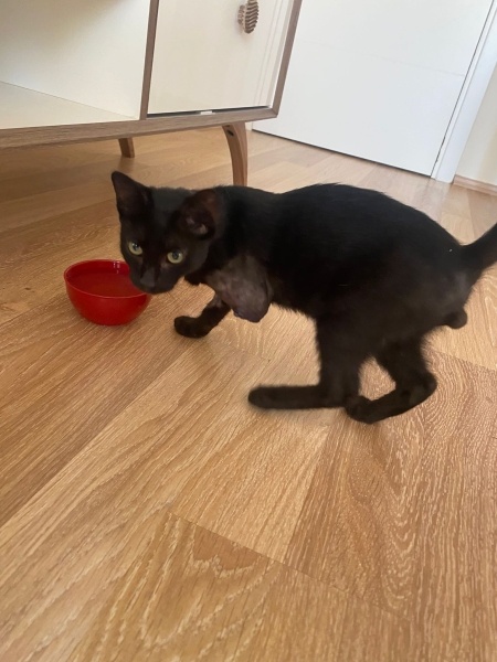 Tekir Kedi, Kedi  KARAMEL fotoğrafı