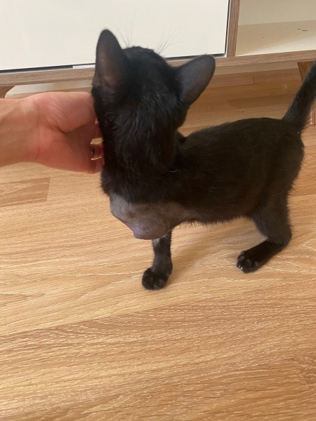 Tekir Kedi, Kedi  KARAMEL fotoğrafı
