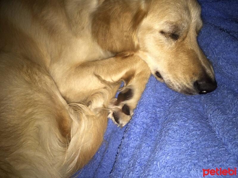 Golden Retriever, Köpek  Mia fotoğrafı