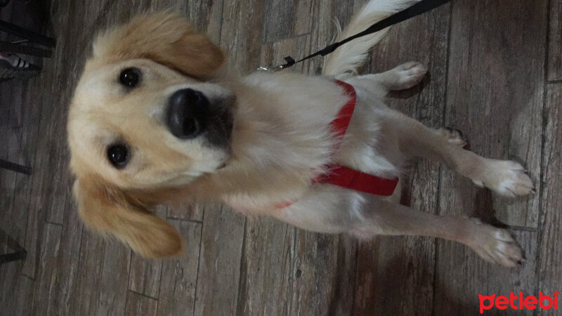 Golden Retriever, Köpek  Mia fotoğrafı