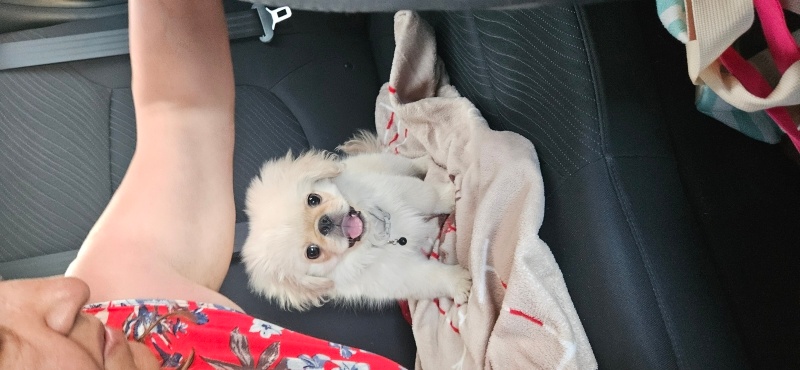 Pekingese, Köpek  Coco fotoğrafı