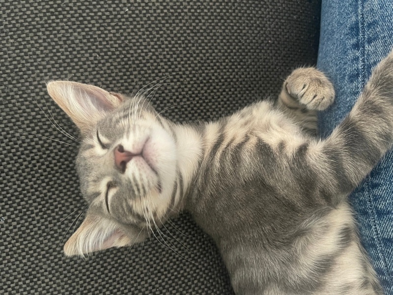 Tekir Kedi, Kedi  İsim vermedik fotoğrafı