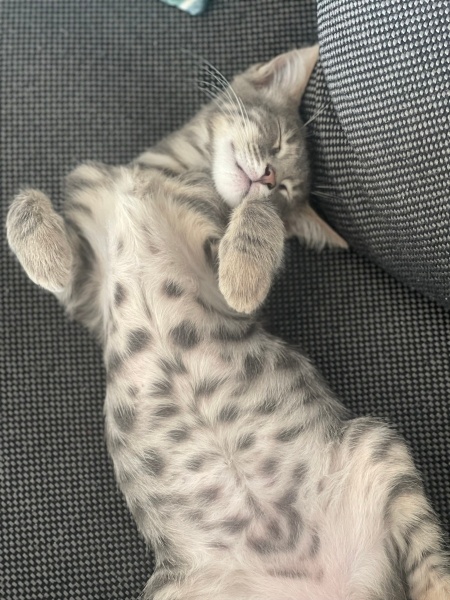 Tekir Kedi, Kedi  İsim vermedik fotoğrafı