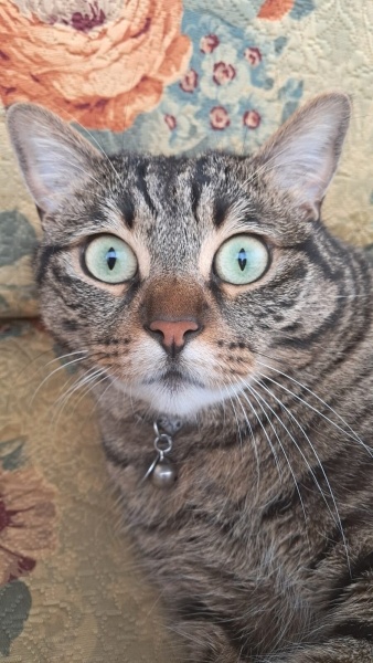 Tekir Kedi, Kedi  Mırmır fotoğrafı