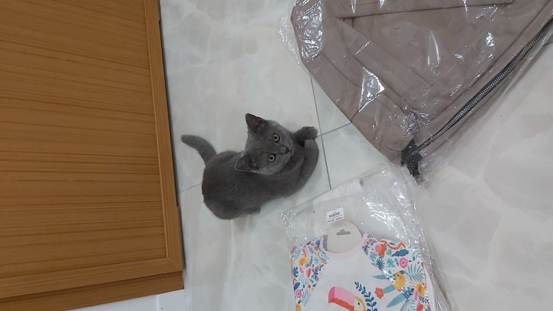 British Shorthair, Kedi  Bubble fotoğrafı