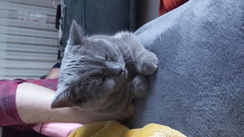 British Shorthair, Kedi  Bubble fotoğrafı