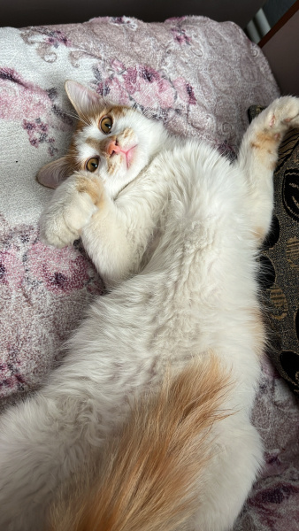 Tekir Kedi, Kedi  Karamel fotoğrafı